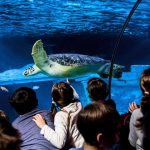 SEA LIFE PORTO | THE FAMILY AQUARIUM IN PORTO